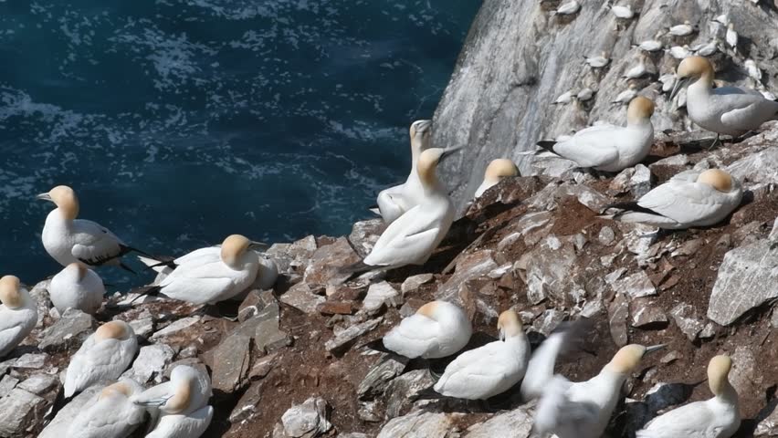 Northern gannets (Morus bassanus) pairs fencing / billing in seabird breeding colony in sea cliff at Hermaness, Unst, Shetland Islands, Scotland, UK Royalty-Free Stock Footage #1027636751