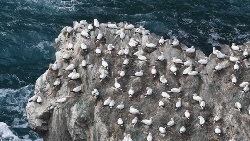 Northern gannets (Morus bassanus) preening feathers in seabird breeding colony in sea cliff at Hermaness, Unst, Shetland Islands, Scotland, UK Royalty-Free Stock Footage #1027637108