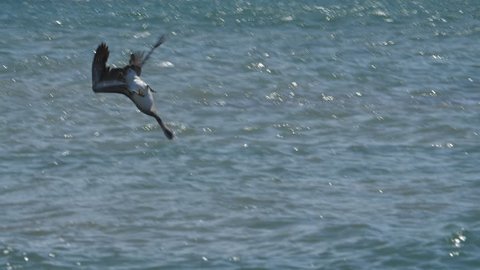 Slow motion Brown Pelican diving into the sea hunting for fish. Guanacaste Province, Costa Rica, Central America. Handheld shot with stabilized camera.