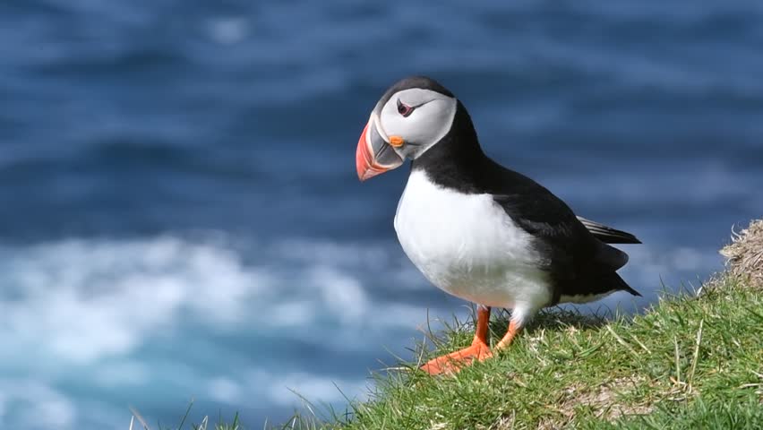 Atlantic puffin / common puffin (Fratercula arctica) in breeding plumage on cliff top in spring Royalty-Free Stock Footage #1027638527