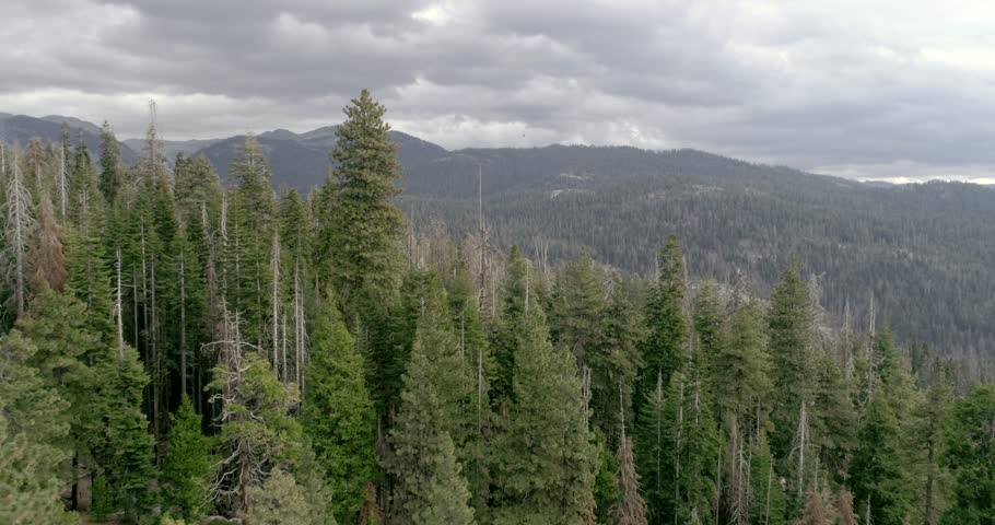 SEQUOIA NATIONAL PARK, CA, USA. High sequoias cover wide slopes of California’s Sierra Nevada. Breathtaking views of scenic forest, which curves into the heart of the park.