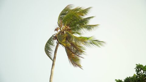 Isolated lonely coconut palm tree leaves moving in the wind against the bright sky before sunset.