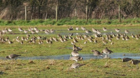 A group of curlews feeding on a flooded field at Caerlaverock wetland centre South West Scotland.