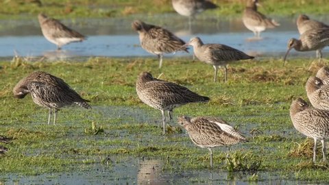 A group of curlews resting and feeding on a flooded field at Caerlaverock wetland centre South West Scotland. Panning from left to right.