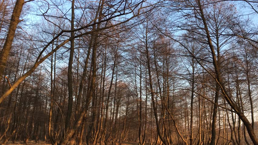 Walking on a forest road, early spring season, with beautiful light coming from sunset
