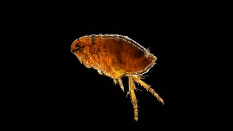 a flea under a microscope, the genus Ctenocephalides felis, a dangerous parasite of cats, dogs and humans, causes itching in the area of the bite 4K