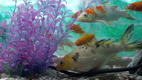 Group Goldfish Aquarium More Fish Gentile Stock Footage Video (100% ...