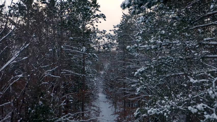 Forest in Michigan