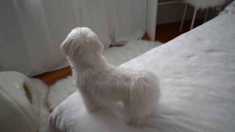 Dog maltese - back