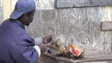 The grand Bahamas island ,Bahamas,December 2018.the man cutting conch to make tradition conch salad