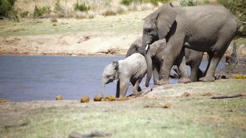 African Elephants playing at a waterhole in the Pilansberg Nature Reserve, South Africa.