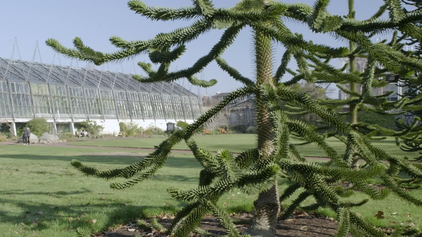 Pan right to left from a Chilean Pine, also known as a Monkey Puzzle tree, over to the Royal Botanical Gardens glasshouses on a sunny day in Edinburgh, Scotland Royalty-Free Stock Footage #1027669829