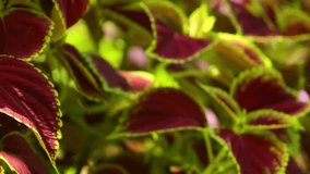 Vibrant red, green leaves of the coleus plant sunlit garden scene, panning close up shot.