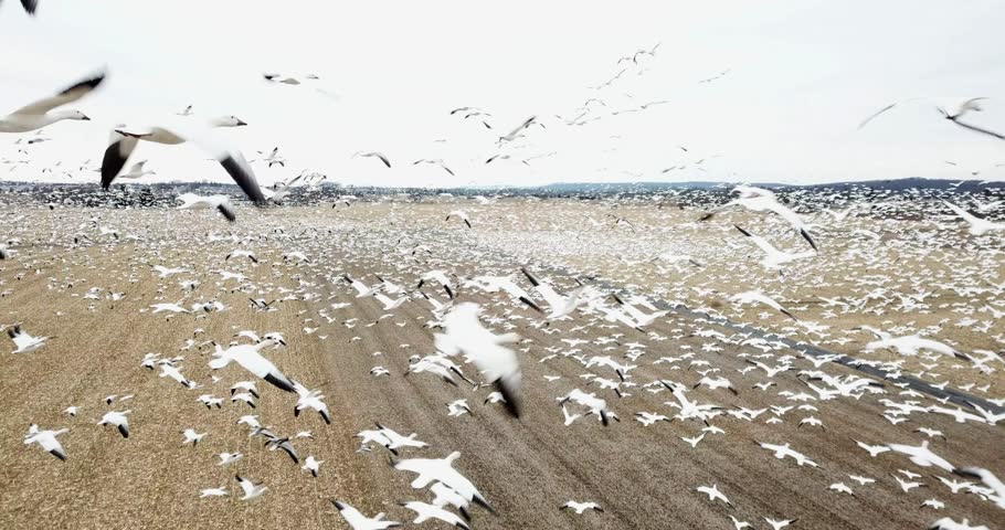 Flying with Snow geese over harvested fields