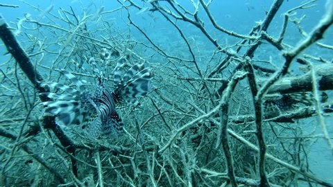 Two Red Lionfish fish prey on fry in the branches of mangroves. Underwater shot, Closeup. Red Sea, Marsa Alam, Egypt, Africa