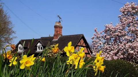 English Country cottage in the spring small village scene rural UK daffodils and crocus 4K