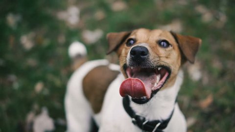 Jack Russell Dog Muzzle Looks Different Stock Footage Video (100%