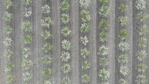 Blooming tree orchard with trees in a straight parallel rows. Footage is recorded with camera attached to flying drone outdoors at sunset of springtime day.