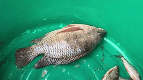Remove fish scale make to eating 