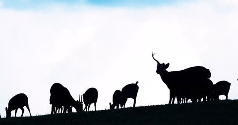 Silhouette of Deer grazing on the hills, many deer eat grass,White sky background,Wildlife and nature concept