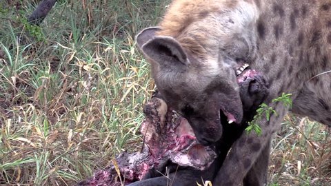 Close Up Spotted Hyena, Scavenger Feeding on Buffalo Carcass.