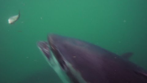 A big fish biting a smaller dead fish and then another fish swimming up and eating the rest