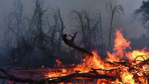 Deforestation of rainforest in Asia. Fire flame and big smoke, close-up. Wildfire while drought. Smoke and air Pollution from agricultural burning farm fields.