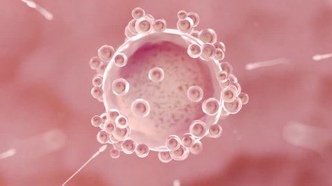 3d rendered medical animation of sperms on the race to the egg