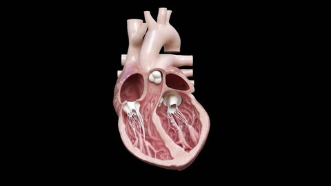 3d rendered medical animation of a cross-section of a beating heart