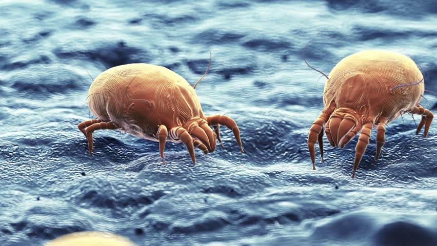 3d rendered medical animation of dust mites crawling around Royalty-Free Stock Footage #1027702460