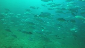 Fish in sea: School Bigeye Trevallies (Jackfish) 