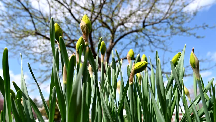Daffodil Bulbs in Breeze