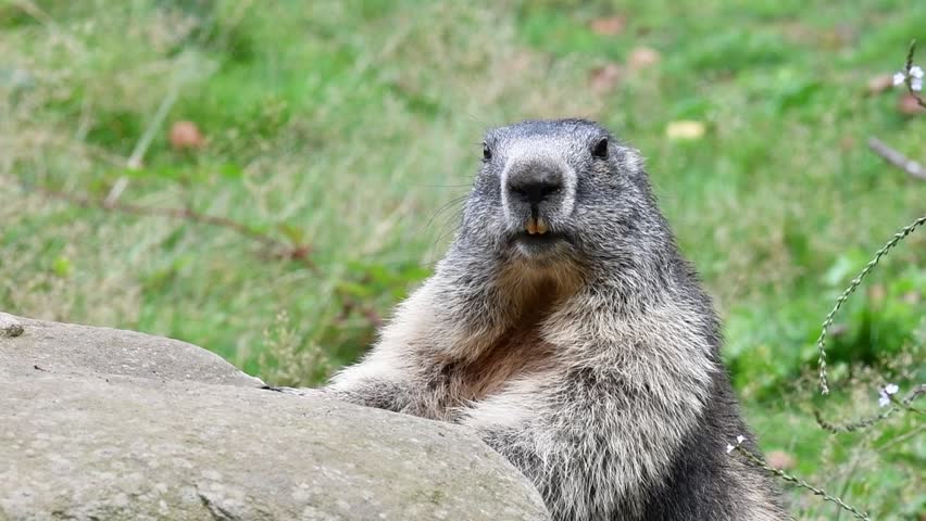 Alpine marmot (Marmota marmota) looking around at rock