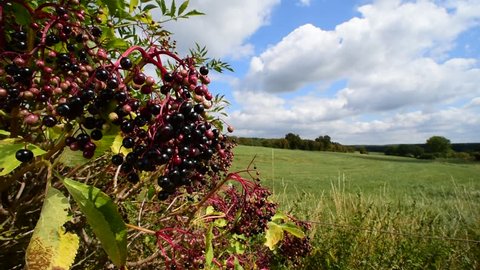 European elder / European elderberry (Sambucus nigra) showing drooping fruit clusters of black berries in summer / autumn