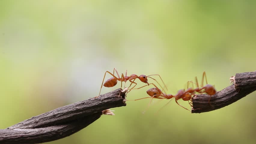 ant action standing bridge unity teamconcept Stock Footage Video (100% ...