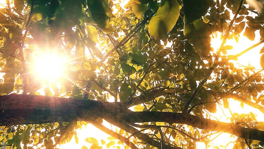 morning in the forest. the sun's rays pass through trees Royalty-Free Stock Footage #1027714382