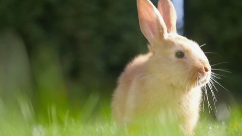 beautiful little rabbit sitting on a sunny meadow