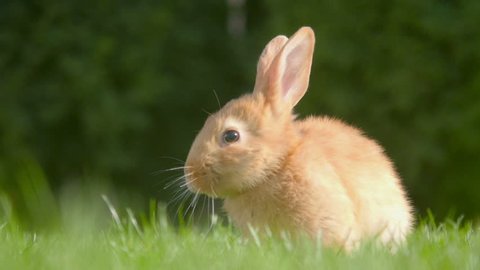 beautiful little rabbit resting in the garden