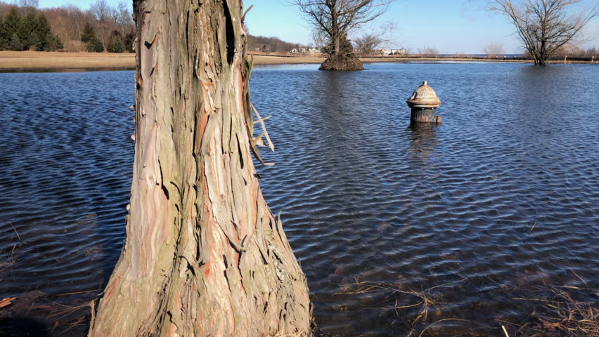 Fire hydrant partially submerged under water do to permanent flooding Pan from behind tree to reveal flooding in Wolfe