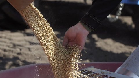 Slow motion of unloading wheat in the tractor trailer for sowing land.