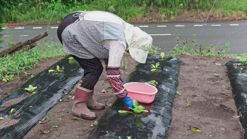 A Japanese female gardener tends plants in her smallholding.
