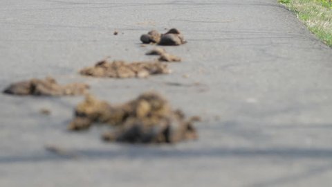 Horse droppings on road.mov