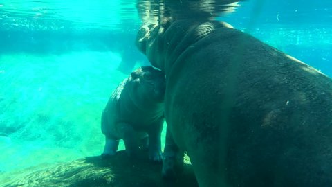 A mother and baby hippo snuggling under water at a zoo.