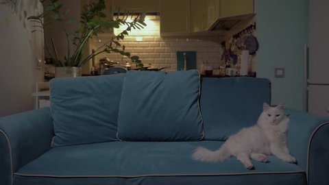 White cat lying on the couch in the evening with the kitchen in the background. Concept: loneliness, relaxation, rest, waiting. 4K