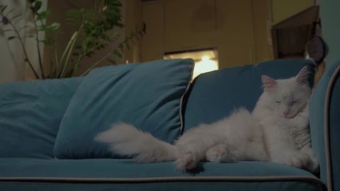 White cat lying on the couch in the evening with the kitchen in the background. Concept: loneliness, relaxation, rest, waiting. 4K