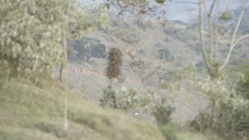 Nest in the mountain