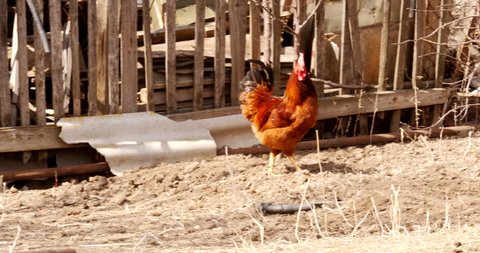 Rooster runs after chicken in yard of farm Stock video