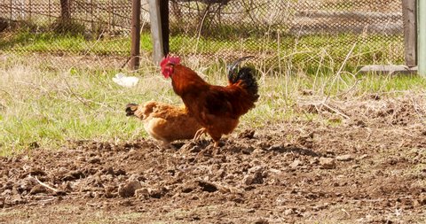 Rooster runs after chicken in yard of farm Stock video