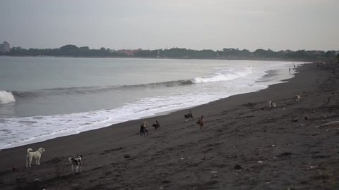 Slow motion Balinese local dogs play at Sanur beach with dark sand and cloudy sky