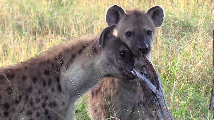 Close-up of two spotted hyena sniffing a tree in the wild of Africa